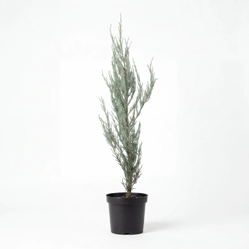 Wąska sadzonka jałowca skalnego Skyrocket (Juniperus scopulorum) o srebrzystoniebieskich igłach, umieszczona w czarnej doniczce produkcyjnej na białym tle.