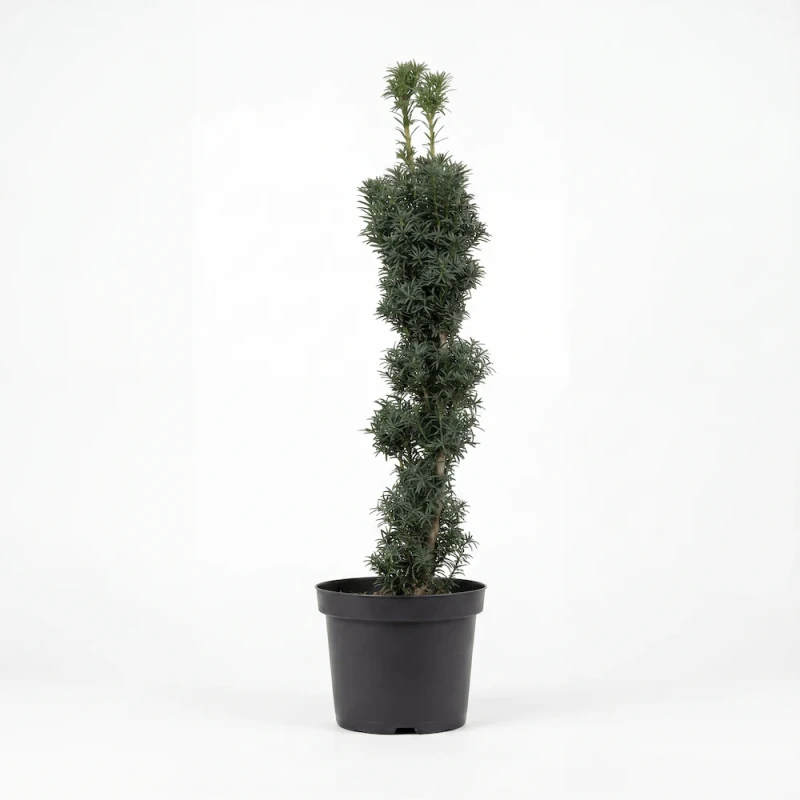 Sadzonka cisa pospolitego Erecta (Taxus baccata) o wąskim, kolumnowym pokroju w czarnej doniczce produkcyjnej na jasnym tle.