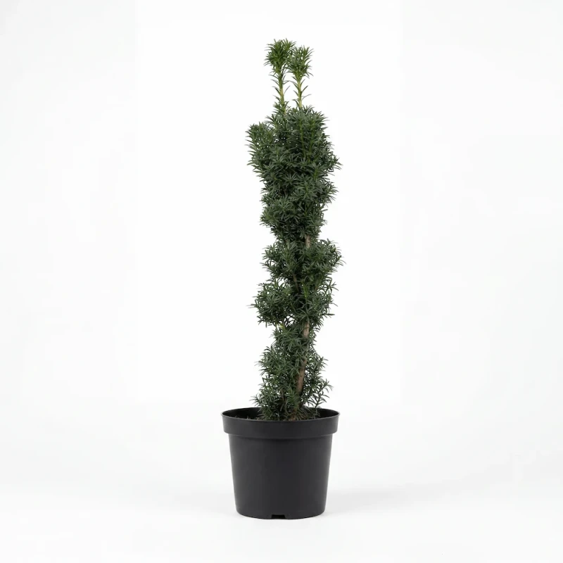 Sadzonka zimozielonego cisa pospolitego Fastigiata (Taxus baccata) o bardzo wąskim, pionowym pokroju, w czarnej doniczce produkcyjnej na białym tle.