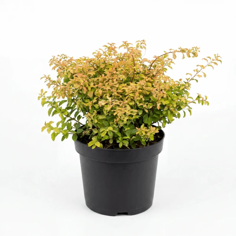 Młoda sadzonka tawuły nippońskiej Gerlve's Rainbow o wielobarwnych, żółto-pomarańczowych liściach w czarnej doniczce produkcyjnej na jasnym tle.