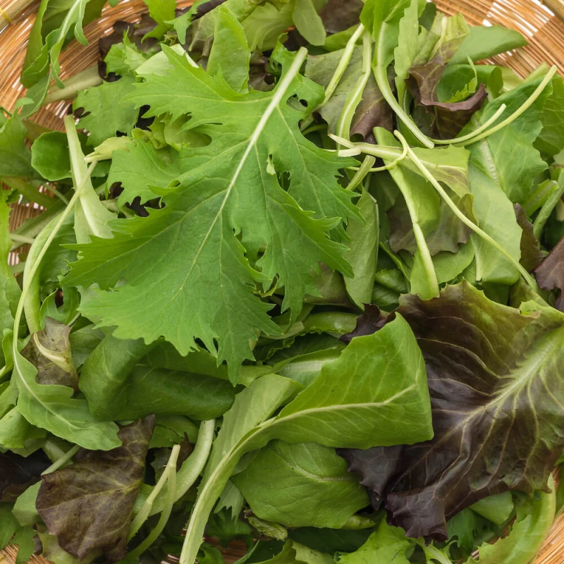 Baby Leaf Mieszanka Łagodna nasiona (2).jpg