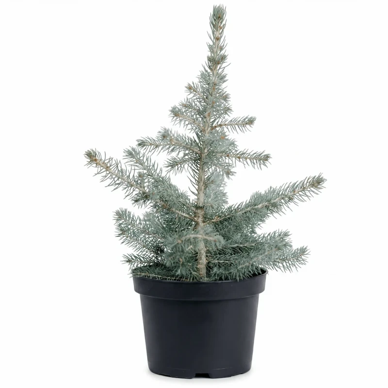 Sadzonka świerka kłującego Glauca o charakterystycznych, srebrzysto-niebieskich igłach, umieszczona w czarnej doniczce produkcyjnej na białym tle.
