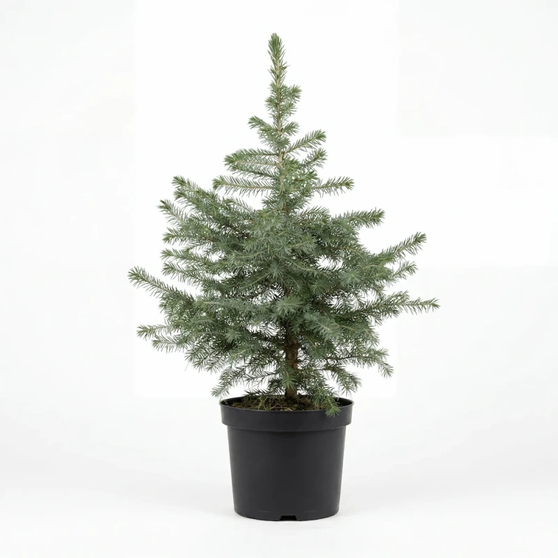 Sadzonka świerka serbskiego (Picea omorika) o wąskim, stożkowym pokroju, umieszczona w czarnej doniczce produkcyjnej na białym tle.