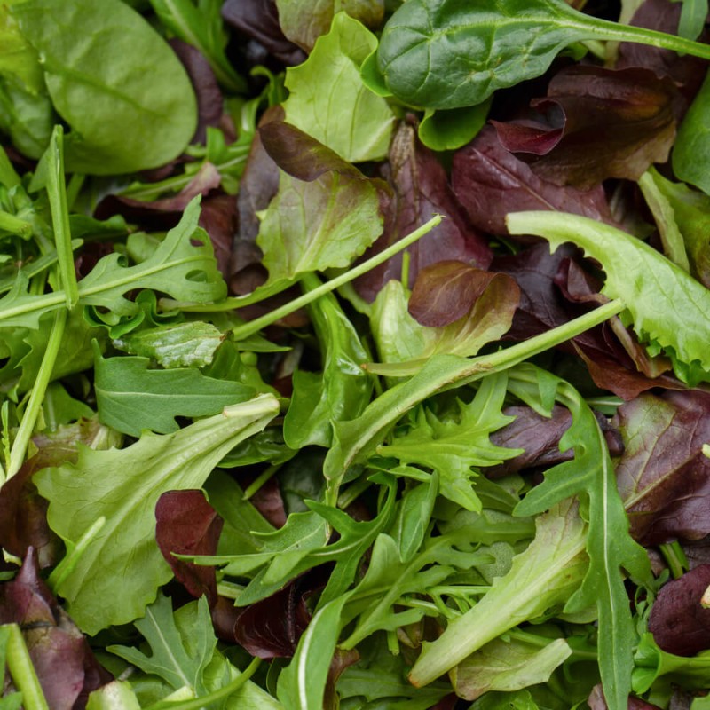 Baby Leaf Mieszanka Pikantna nasiona (2).jpg