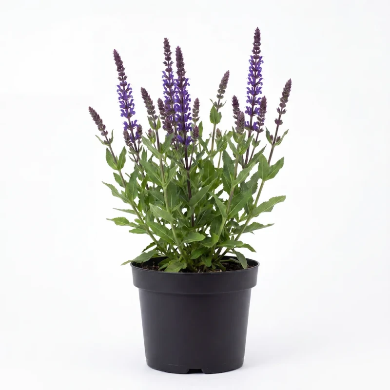 Sadzonka szałwii omszonej Caradonna (Salvia nemorosa) z fioletowymi kwiatostanami i charakterystycznymi, ciemnymi pędami, w czarnej doniczce produkcyjnej na jasnym tle.