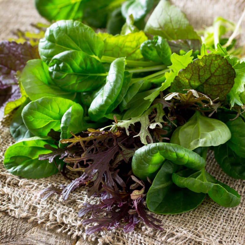 Baby Leaf Mieszanka Włoska nasiona.jpg