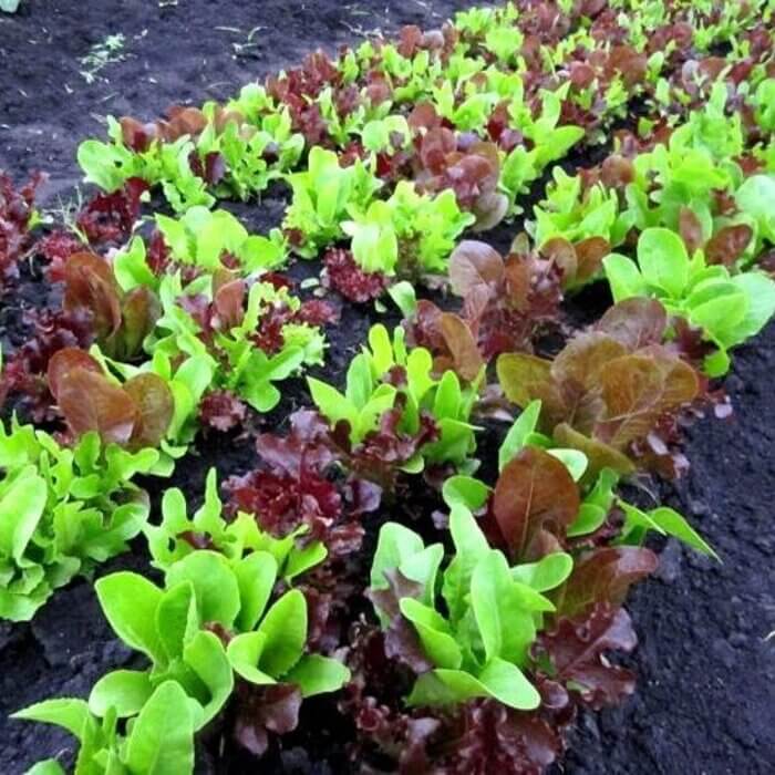 Baby Leaf Mieszanka Fitness nasiona (1).jpg