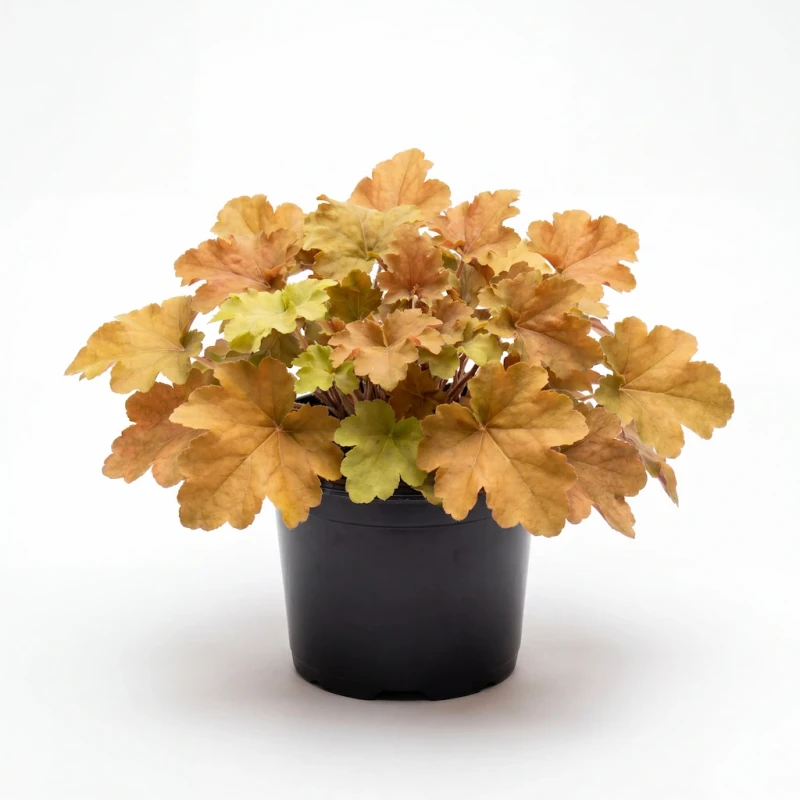 Sadzonka żurawki Rockies Amber (Heuchera) o powycinanych, bursztynowo-złotych liściach, umieszczona w czarnej doniczce produkcyjnej na białym tle.