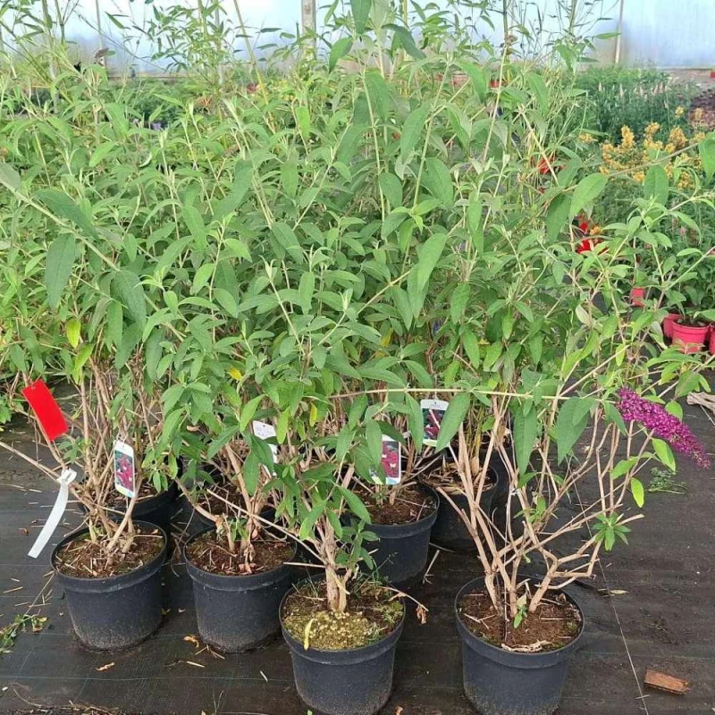 budleja royal red duza sadzonka C7.jpg