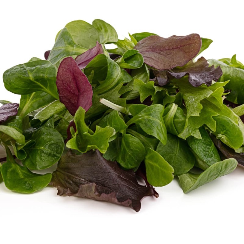 Baby Leaf Rukola nasiona.jpg