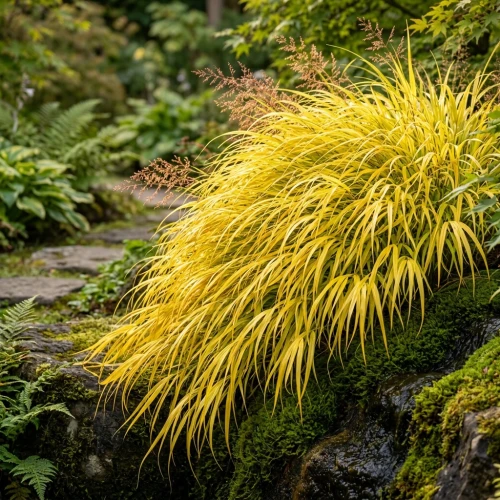 Hakonechloa smukła All Gold duża sadzonka C2