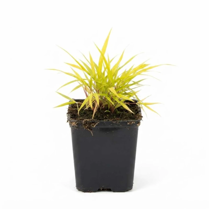 hakonechloa-allgold-sadzonka-p11.jpg