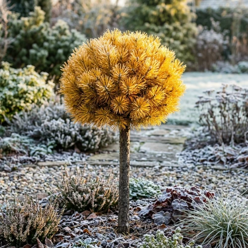 Sosna kosodrzewina Winter Gold na pniu Pa70cm C5