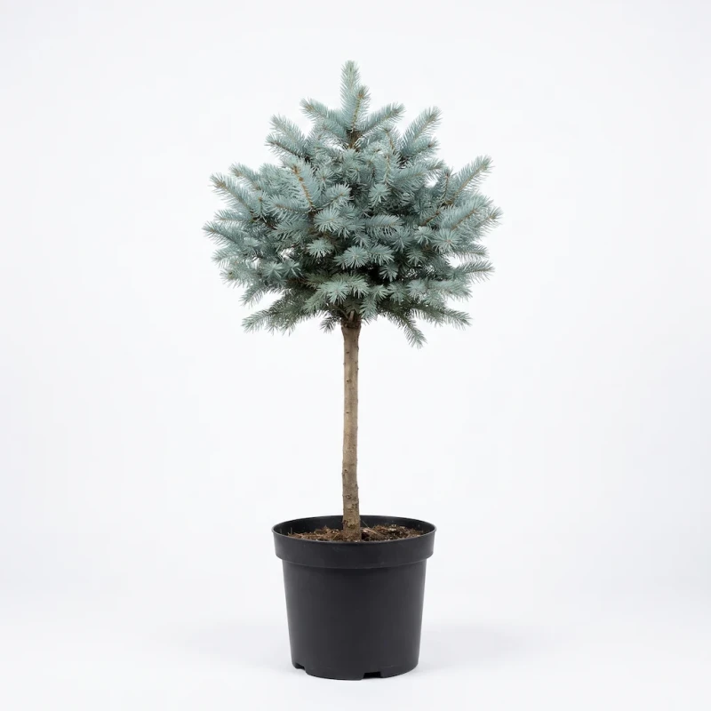 swierk-klujacy-glauca-globosa-na-pniu-packshot.webp