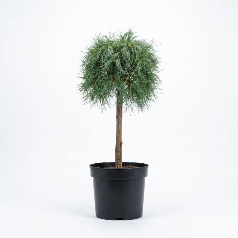 sosna-wejmutka-green-twist-na-pniu-packshot.webp