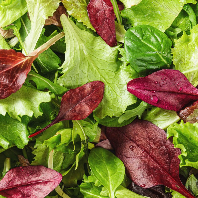 Baby Leaf Endywia MIX nasiona 1,5g (1).jpg