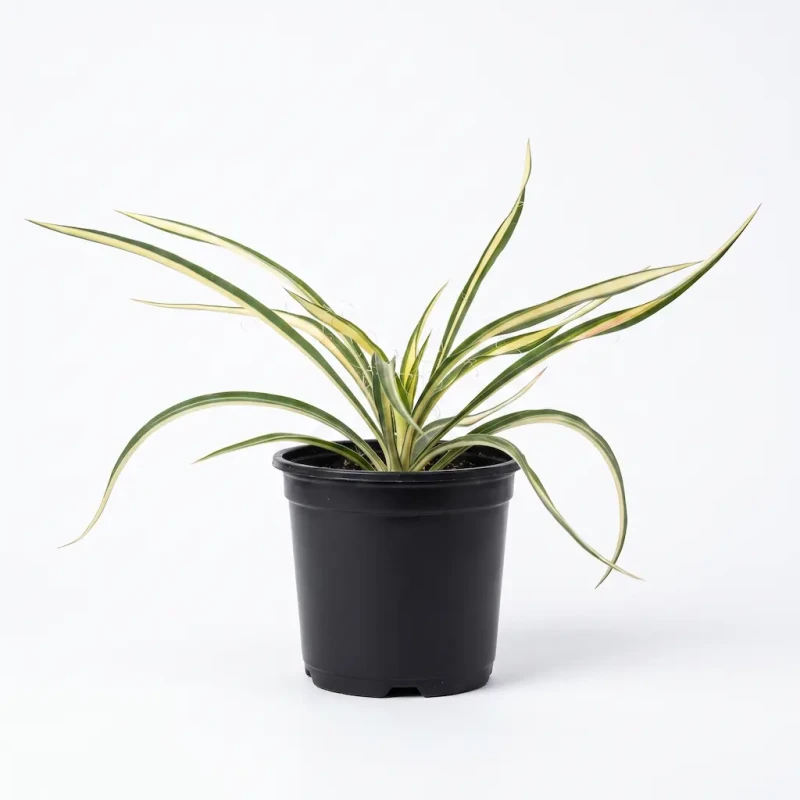 jukka-karolinska-packshot.webp