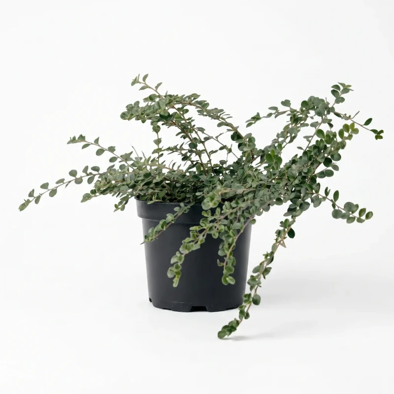 irga-pozioma-cotoneaster-packshot.webp