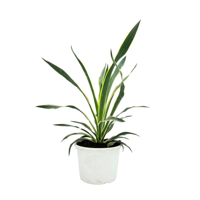 yucca-gloriosa-Variegata-sadzonka-mrozoodporna-w-donicy-1L.jpg