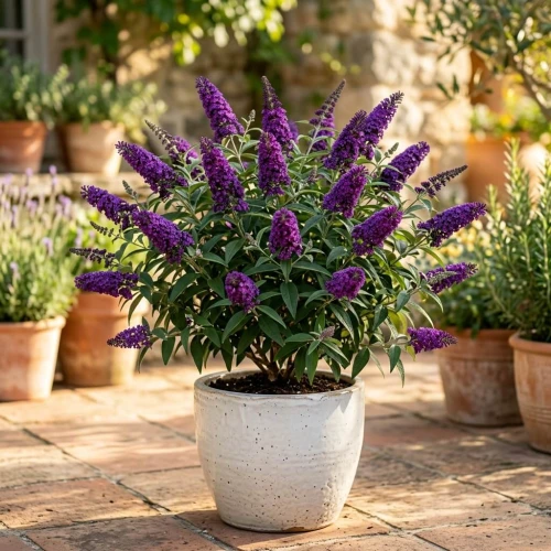 Budleja Dawida Butterfly Candy Little Purple sadzonka