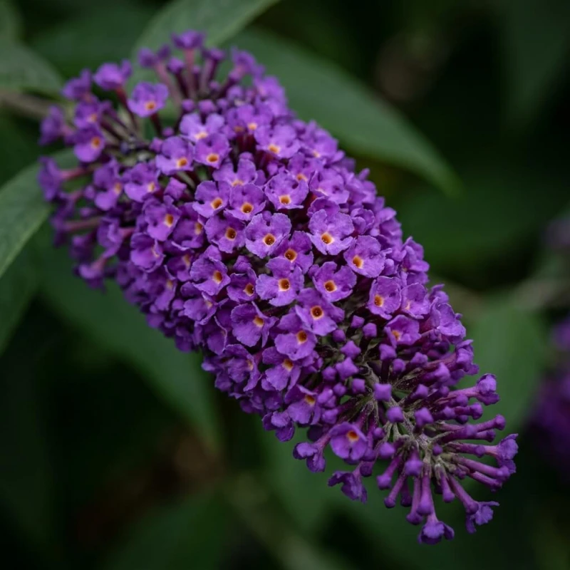 Budleja Dawida Butterfly Candy Little Purple kwiatostan z bliska, fioletowe kwiaty w makro