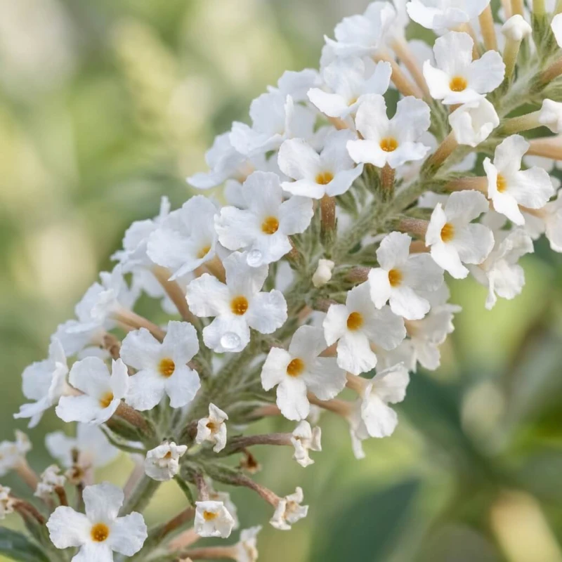 Zbliżenie makro na białe kwiatostany budlei Dawida Butterfly Candy Little White, widoczne pojedyncze rurkowate kwiaty