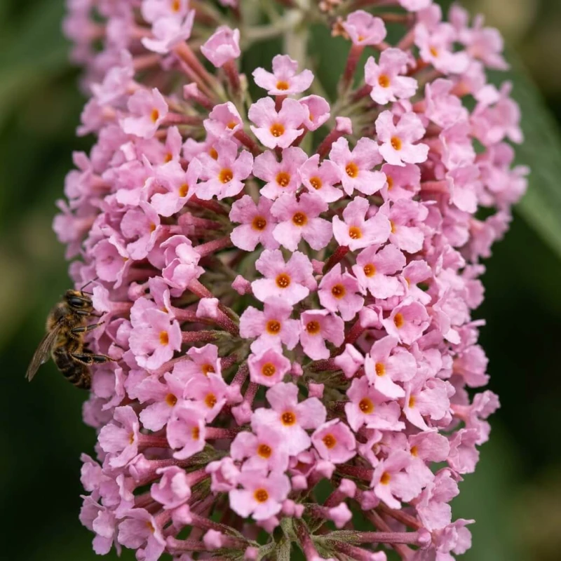 Zbliżenie na różowy kwiatostan budlei Dawida Butterfly Candy Little Pink, drobne rurkowate kwiatki widoczne w detalu