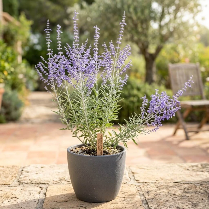 Perowskia łobodolistna Russian Sage w szarej ceramicznej doniczce na tarasie, kwitnąca lawendowo-niebieskimi kwiatostanami w porannym słońcu.