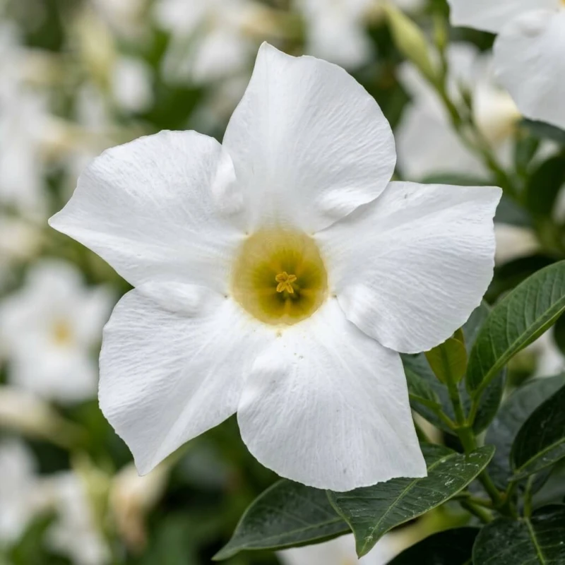 Zbliżenie makro na biały kwiat mandewili Sundaville White — trąbkowaty płatek z żółtozielonym gardłem, miękkie rozmyte tło.