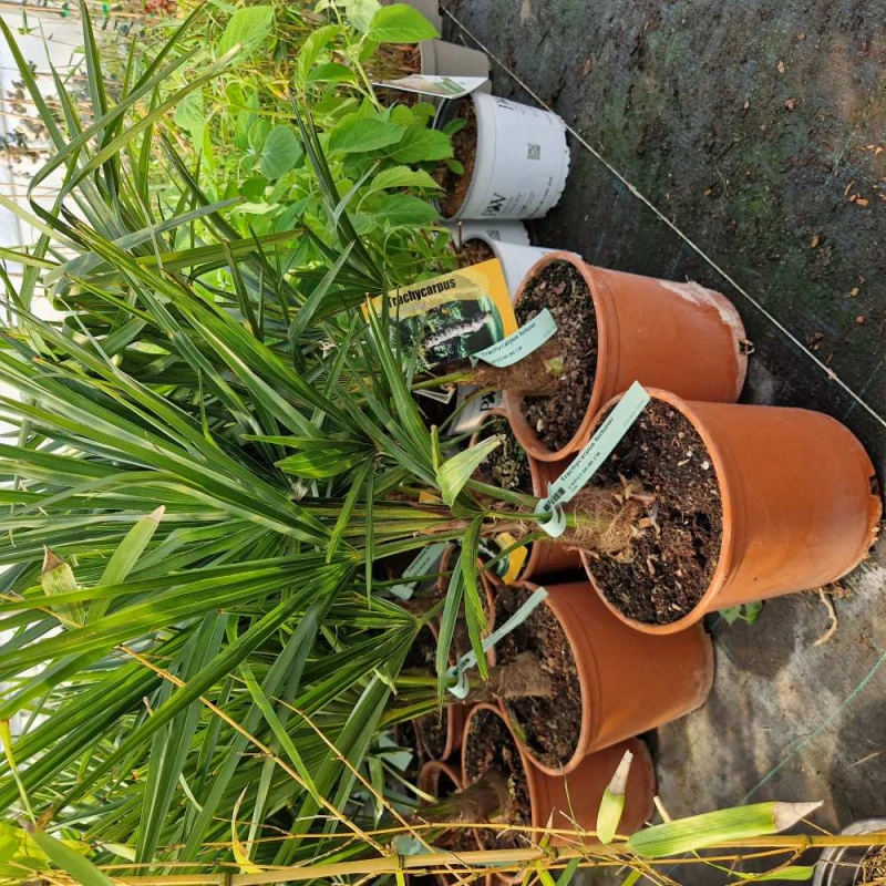 trachycarpus donica c4.jpg