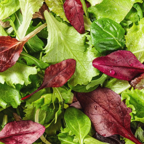 Baby Leaf Portulaka Warzywna nasiona 0,5g