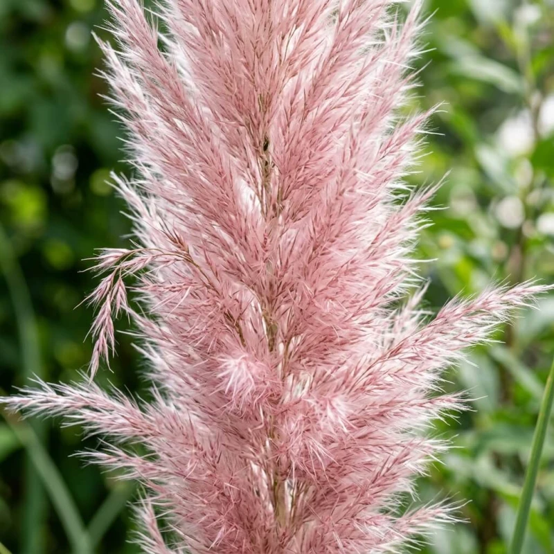 Trawa pampasowa Pink Feather z bliska, różowa wiecha kwiatostanu w detalach makro
