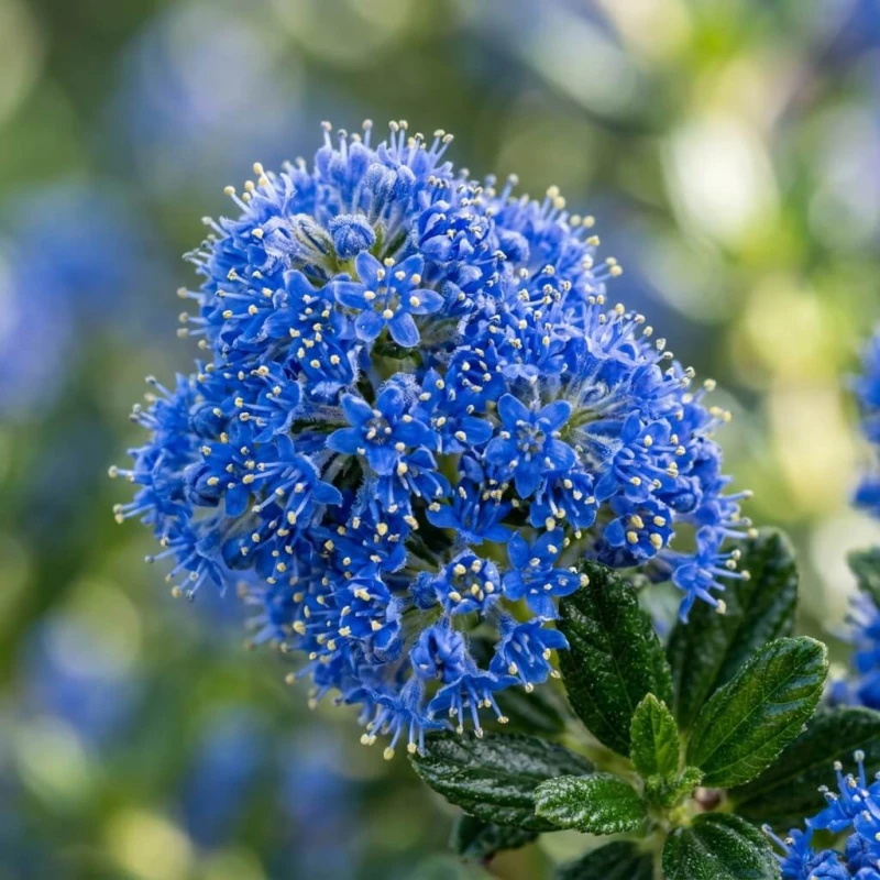 Prusznik niebieski Blue Mound z bliska - intensywnie niebieskie puszyte kwiatostany w makrofotografii