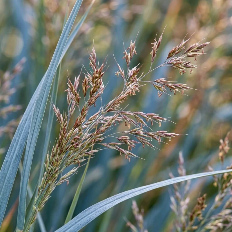 Proso rózgowate Prairie Sky z bliska — delikatne wiechowate kwiatostany i niebieskie liście w makro