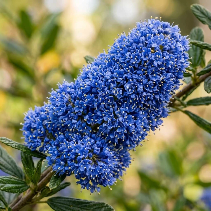Prusznik niebieski Blue Jeans kwiat z bliska, gęsty błękitny kwiatostan ceanothus, zdjęcie makro w naturalnym świetle
