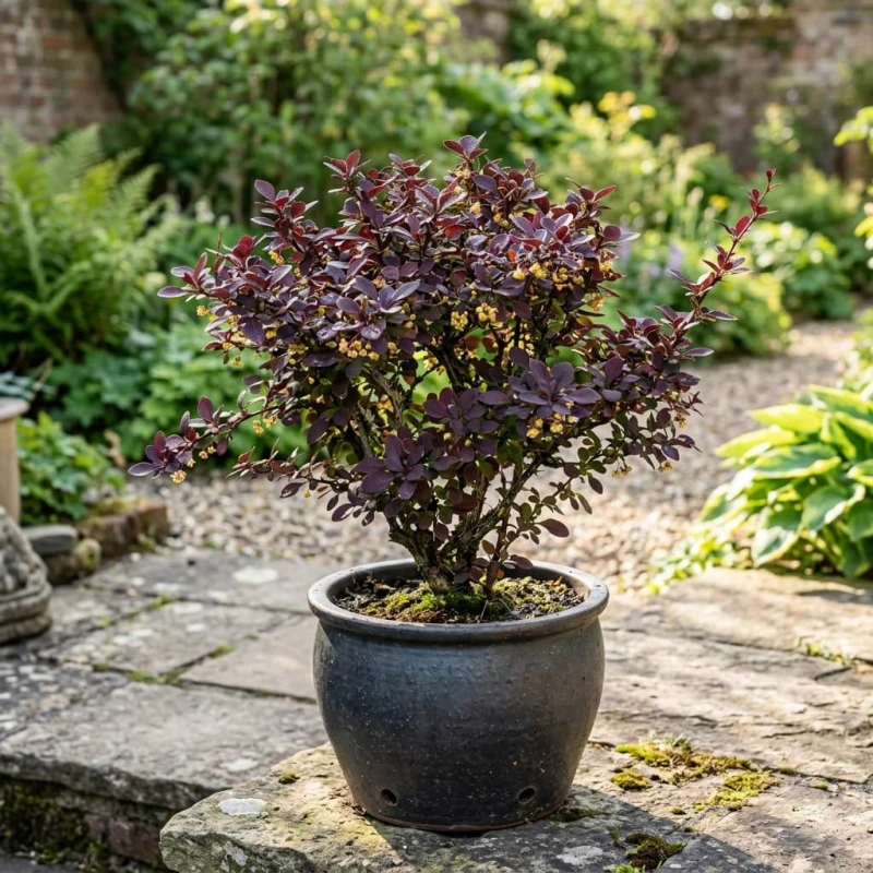 Berberys Thunberga Atropurpurea w ceramicznej doniczce na tarasie, purpurowe liście w porannym świetle