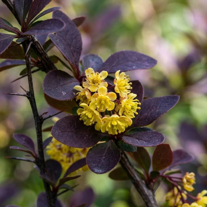 Berberys Thunberga Atropurpurea z bliska — żółte kwiaty na tle purpurowych liści, zdjęcie makro