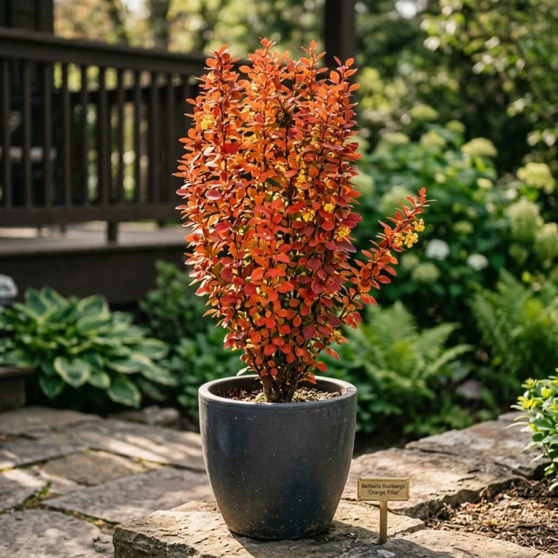 Berberys Thunberga Orange Pillar w szarej ceramicznej doniczce na tarasie w porannym świetle
