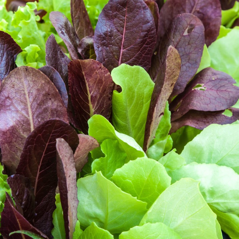Baby Leaf Cykoria liściowa nasiona.jpg