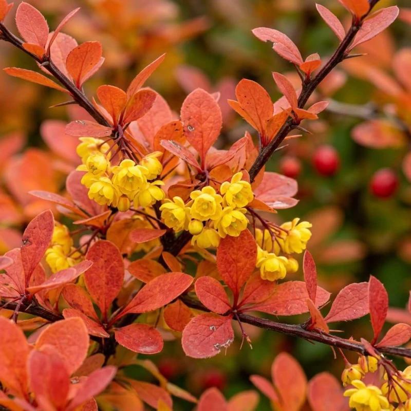 Berberys Thunberga Orange Pillar z bliska - żółte kwiaty i pomarańczowoczerwone liście w makro