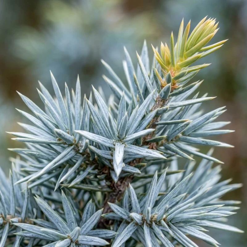 Jałowiec chiński Blue Alps z bliska, srebrzystoniebieskie igły z woskowym nalotem, zdjęcie makro