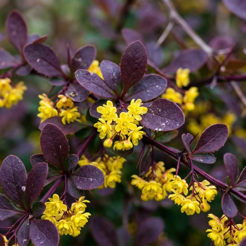 Berberys Thunberga Red Rocket z bliska - żółte kwiaty na tle purpurowych liści, zdjęcie makro