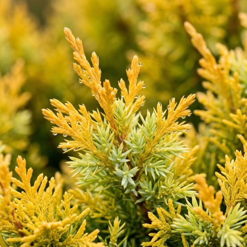 Jałowiec Pfitzera Gold Star z bliska – złociste igły i łuski odmiany Gold Star w ujęciu makro.