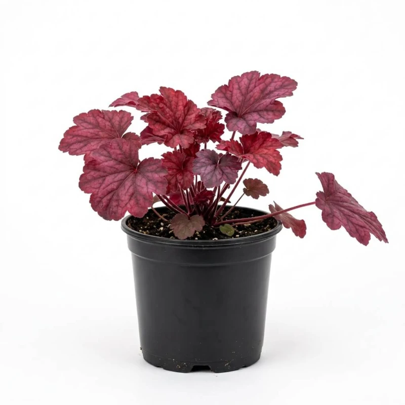 Żurawka Palace Purple sadzonka Heuchera micrantha w czarnej doniczce na białym tle - młoda roślina gotowa do posadzenia.