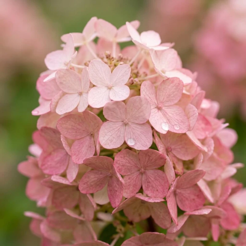 Hortensja bukietowa Living Strawberry Blossom — kwiat z bliska, różowe płatki kwiatostanu w makro.