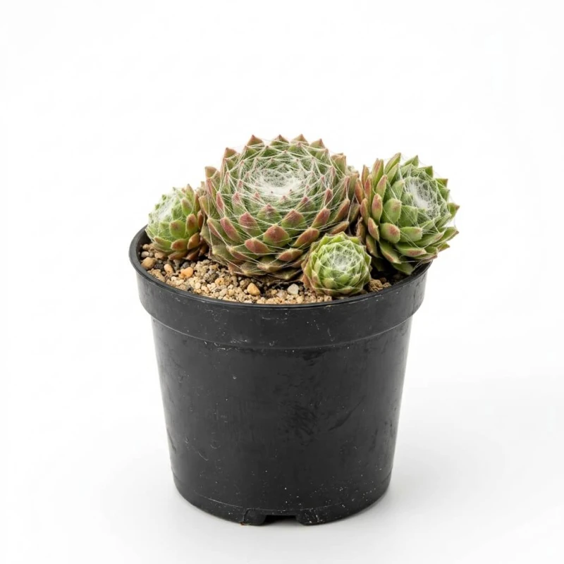 Rojnik pajęczynowaty Sempervivum arachnoideum sadzonka w czarnej doniczce na białym tle - młoda rozetka z pajęczynowym nalotem.