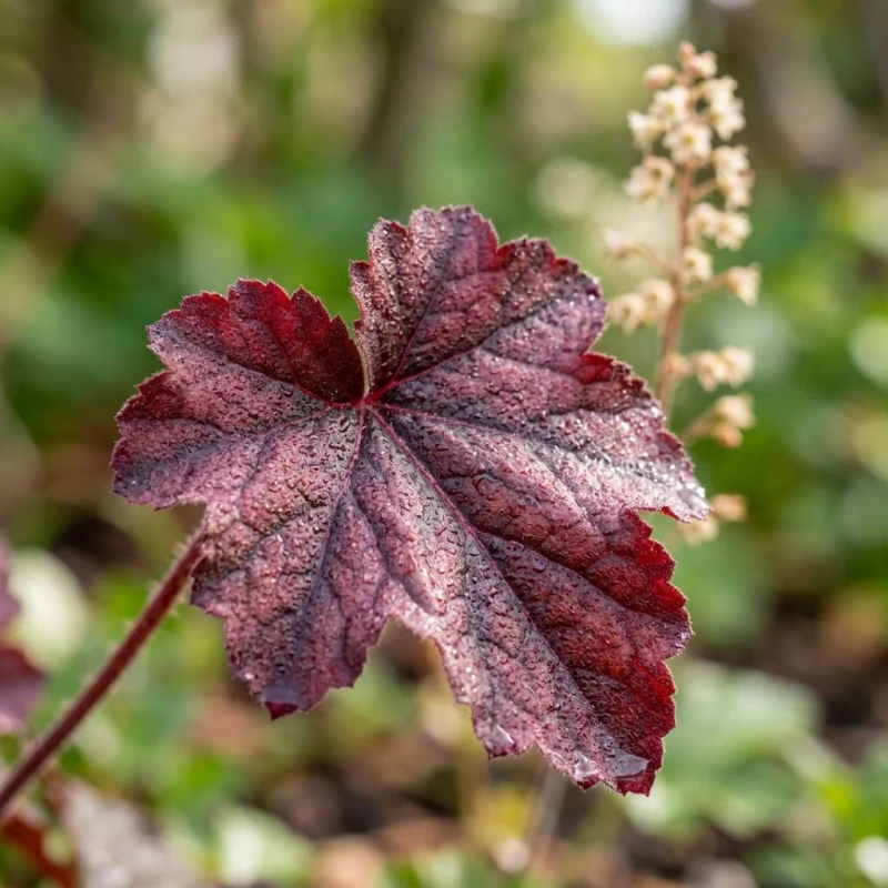 Żurawka Palace Purple Heuchera micrantha - makro liścia z bliska, widoczna ciemnopurpurowa faktura i unerwienie blaszki.