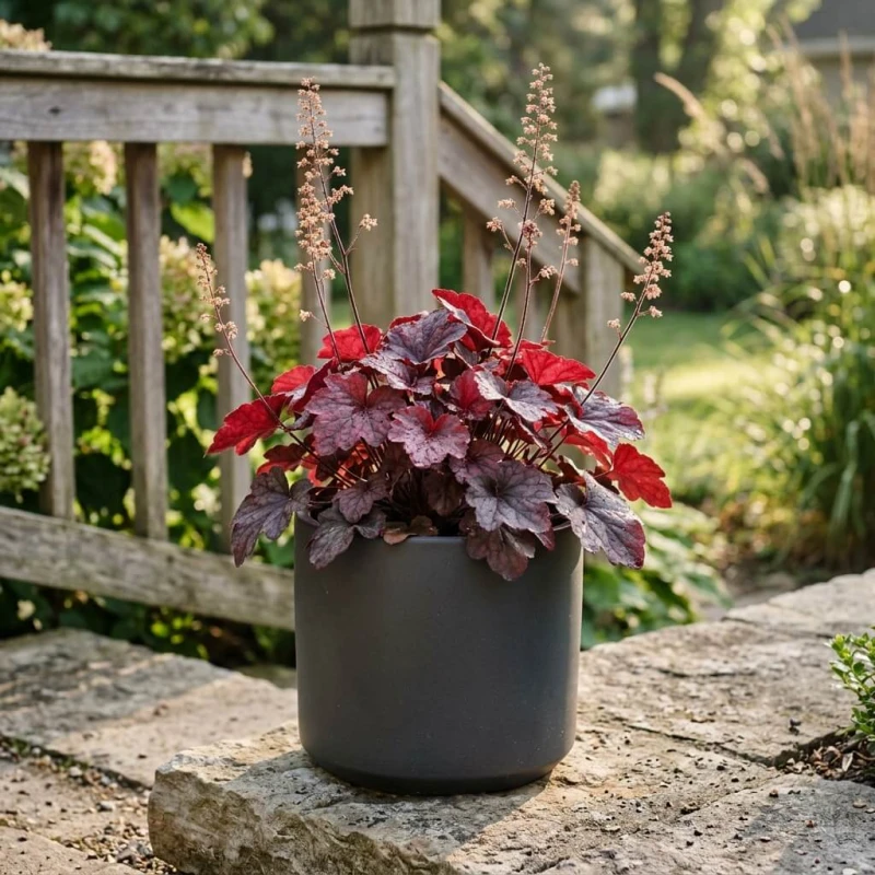Żurawka Palace Purple Heuchera micrantha w ceramicznej doniczce na tarasie - ujęcie lifestyle w porannym świetle.