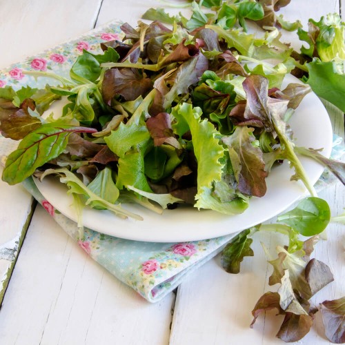 Baby Leaf Sałata liściowa Lollo Rossa nasiona 15g