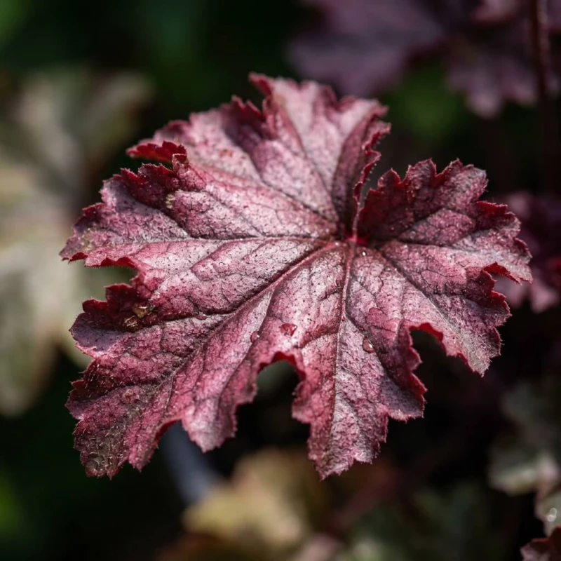 Żurawka Crimson Curls liść z bliska - burgundowe pofalowane liście z metalicznym połyskiem, zdjęcie makro